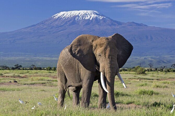 5days Tour Tsavo East & west, Amboseli from Mombasa / Nairobi - Key Points