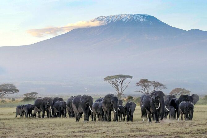 5days Tour Tsavo East & west, Amboseli from Mombasa / Nairobi - What Makes This Tour Stand Out?