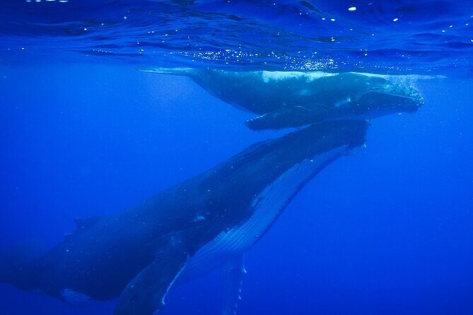 5h Respectful whale excursion complete - An Honest Look at the 5-Hour Respectful Whale Excursion in Tahiti