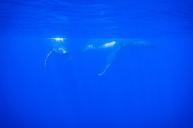5h Respectful whale excursion complete - Key Points