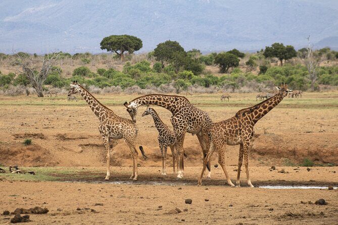 5Hrs Nairobi National Park MorningEvening gamedrive 4x4 vehicle - Introduction: A Compact Wildlife Adventure Near Nairobi