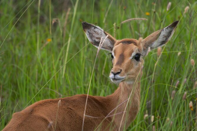 5Hrs Nairobi National Park MorningEvening gamedrive 4x4 vehicle - Authentic Experiences & Reviewer Insights