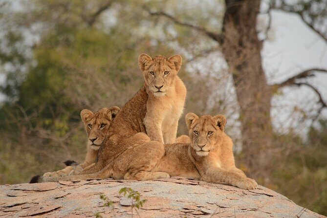 5Hrs Nairobi National Park MorningEvening gamedrive 4x4 vehicle - Final Thoughts