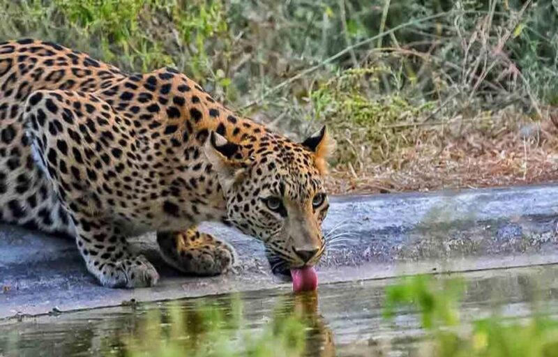 5Night 6Day Private Golden Triangle Tour With Jhalana Safari - A Closer Look at the Tour Itinerary