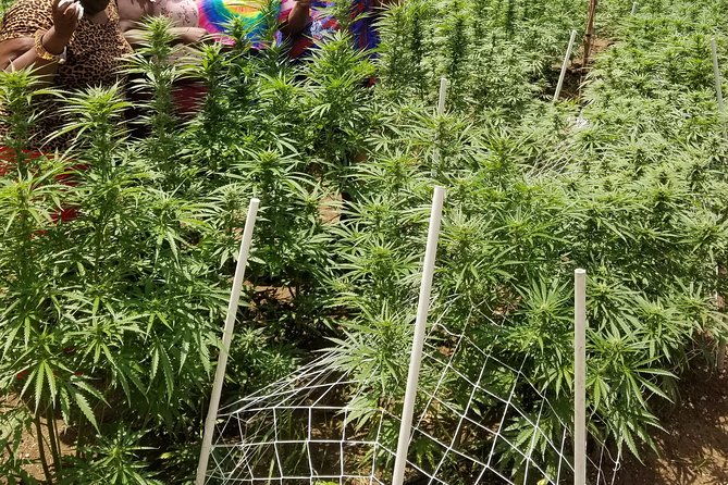 6-bob-marley-9miles-dunns-river-private-tour420-friendlyfinal-resting-place