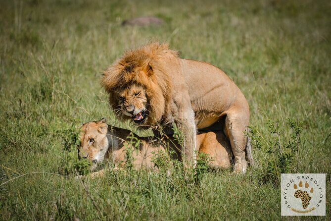 6-Day 5 Nights Masai Mara, Lake Nakuru & Amboseli Budget Safari - The Sum Up