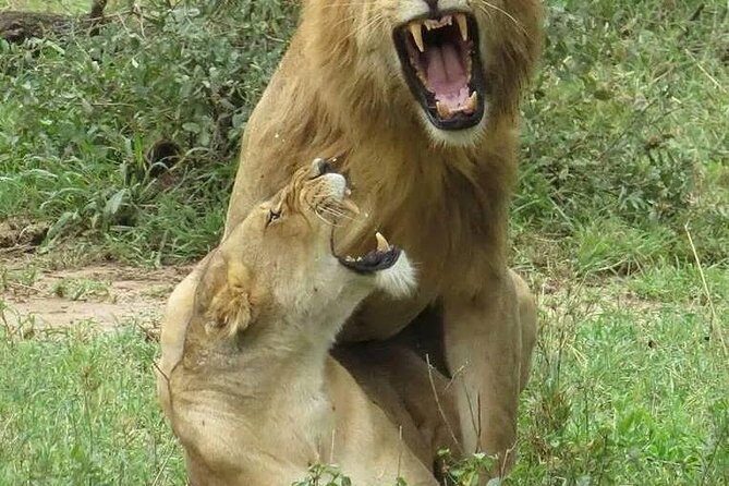 6- Day Adventure Lodge safari to see Migration - FAQs