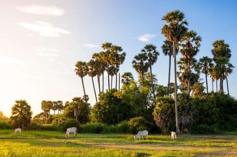 6-Day Authentic Cambodia Tour from Siem Reap to Battambang - A Deep Dive into Your Cambodia Experience