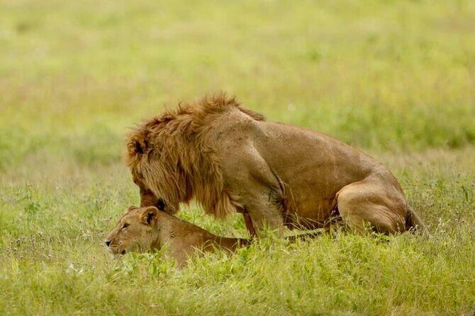 6-Day Big Five Magic Safari Tour - FAQ