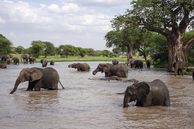 6-Day Budget Lodge Safari in Tanzania - FAQ