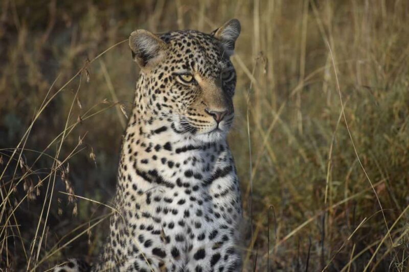 6-Day Comfort Safari to Tarangire, Serengeti, and Ngorongoro - Introduction