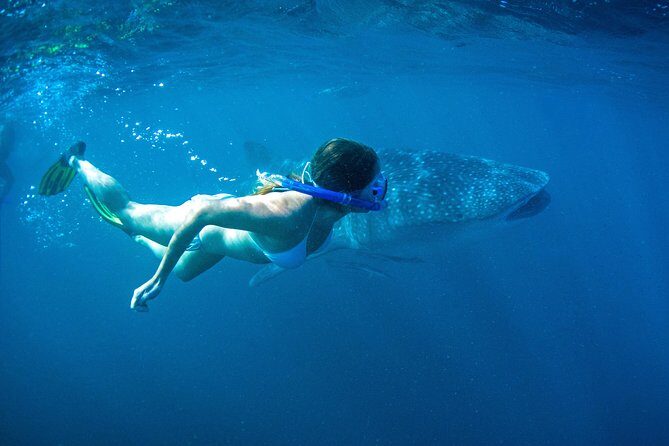 6-Day Coral Coaster from Perth to Exmouth One-Way via Monkey Mia Ningaloo Reef - What Reviewers Love