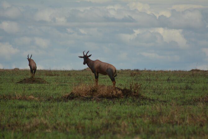 6-Day Essence of Serengeti & Ngorongoro Migration Safari - Key Points