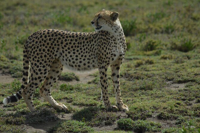 6-Day Essence of Serengeti & Ngorongoro Migration Safari - What Travelers Say: Authentic Insights from Reviews