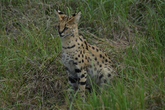 6-Day Essence of Serengeti & Ngorongoro Migration Safari - Transportation and Practicalities