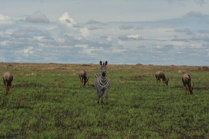 6-Day Essence of Serengeti & Ngorongoro Migration Safari - FAQ