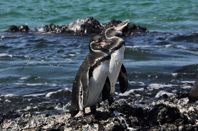 6-day-galapagos-island-hopping-tour-santa-fe-santa-cruz-and-los-tuneles
