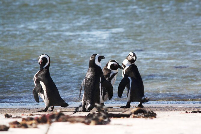 6-Day Garden Route & Addo South African Adventure from Cape Town - Who Should Consider This Tour?