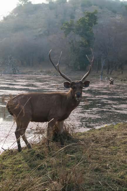 6-Day Golden Triangle Tour: Taj Mahal, Jaipur & Ranthambore - Introduction