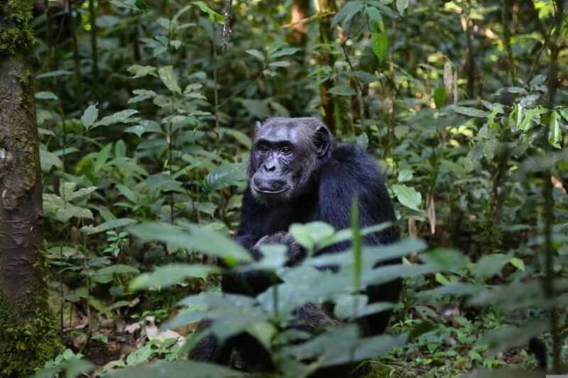 6 Day Gorilla tracking and Wildlife Safari - Key Points