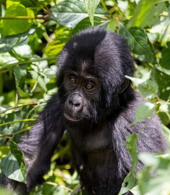 6 Day Gorilla tracking and Wildlife Safari - The Itinerary Breakdown: What Makes Each Day Special