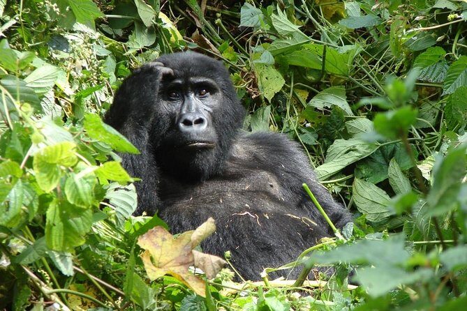6 Day Gorilla tracking and Wildlife Safari - Who Is This Tour Best For?