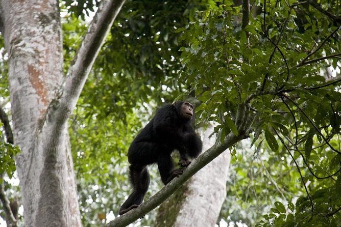 6 Day Gorilla tracking and Wildlife Safari - FAQ
