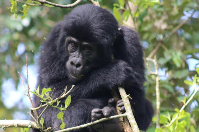 6 Day Gorillas, Golden Monkeys and Chimp Trek at Kibale - Engaging Introduction