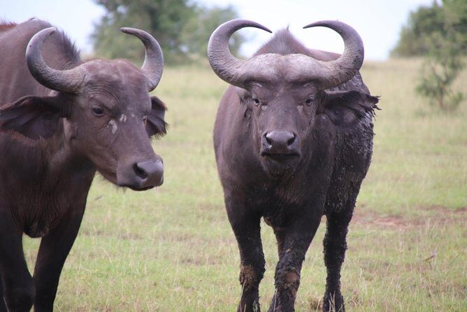 6 Day Gorillas, Golden Monkeys and Chimp Trek at Kibale - Final Thoughts: Who Is This Tour Best For?