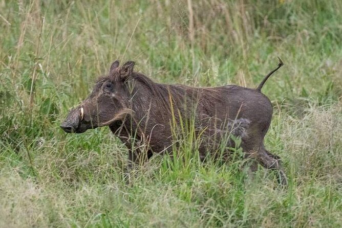 6 Day Gorillas, Golden Monkeys and Chimp Trek at Kibale - Final Words