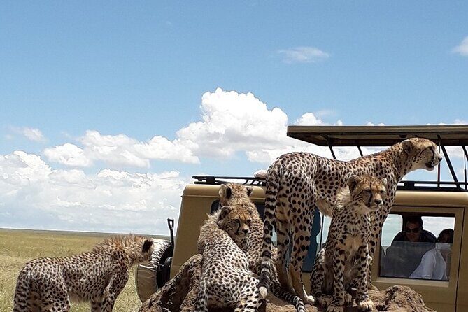 6 Day Group Camping Safari Tarangire Serengeti Ngorongoro Manyara - An Honest Look at the 6-Day Tanzania Safari