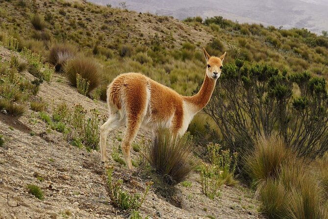 6-day-hiking-ecuadorian-andes