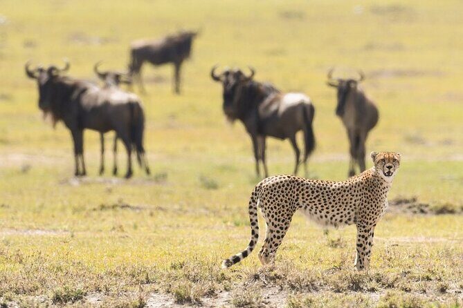 6-Day Honeymoon Safari Tour Package in Tanzania - Overview of the Safari Experience