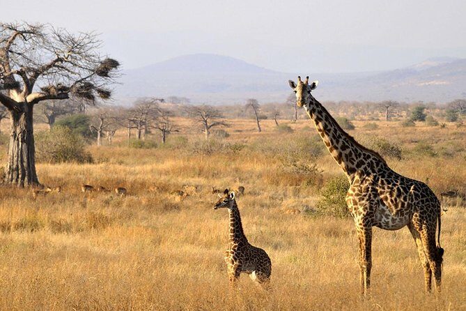 6-Day Kenya and Tanzania safari - The Sum Up