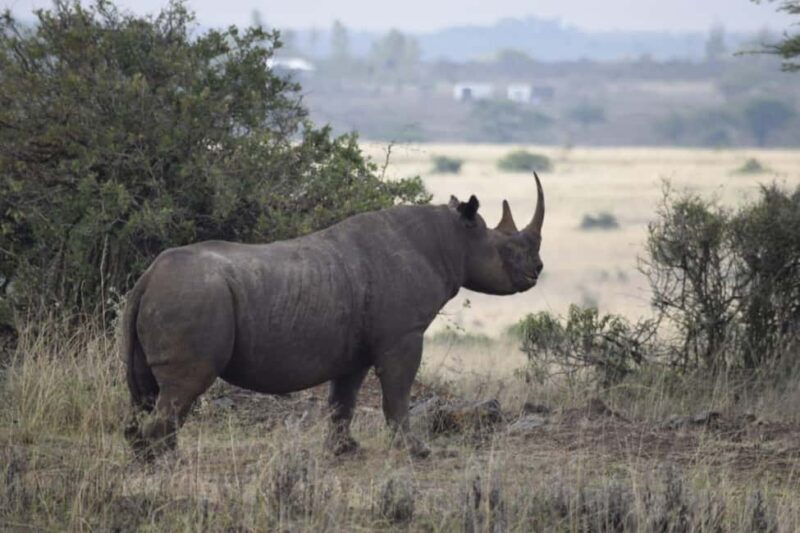 6-Day kenya safari to Amboseli and Tsavo west & East. - Key Points