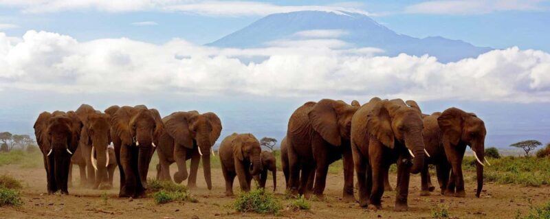 6-Day kenya safari to Amboseli and Tsavo west & East. - Final Thoughts: Who Is This Safari For?