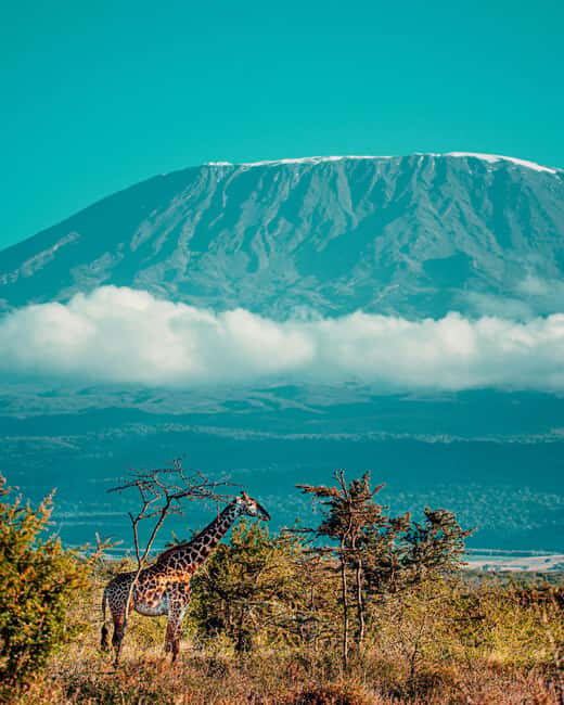 6 Day Kilimanjaro Machame Route - Key Points  