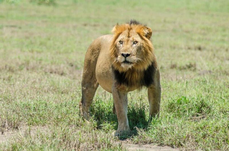 6-Day Lake Mburo NP Queen Elizabeth NP & Murchison Falls - Exploring Uganda’s Wilderness: A 6-Day Safari Through Lake Mburo, Queen Elizabeth, and Murchison Falls