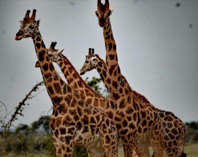 6-Day Lake Mburo NP Queen Elizabeth NP & Murchison Falls - Key Points