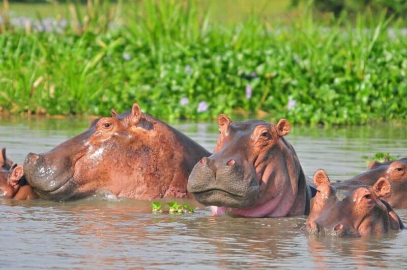 6-Day Lake Mburo NP Queen Elizabeth NP & Murchison Falls - Who Will Love This Safari?