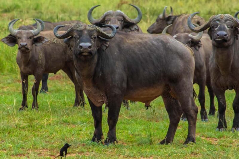 6-Day Lake Mburo NP Queen Elizabeth NP & Murchison Falls - Final Thoughts