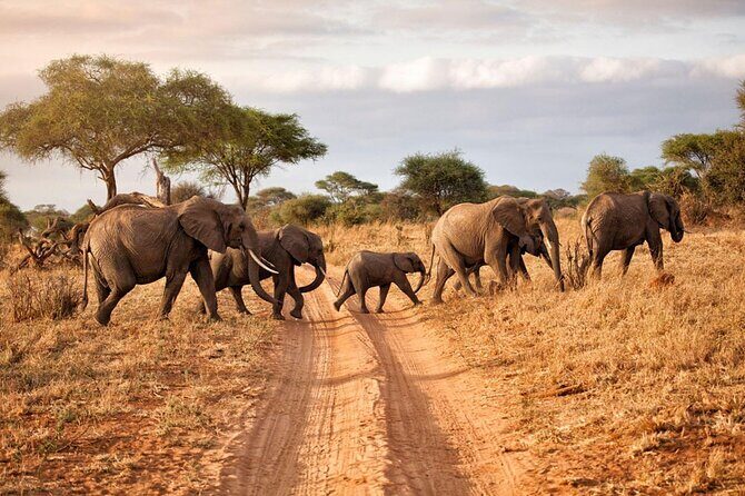 6-Day Luxury Tanzania Premium Safari - Key Points