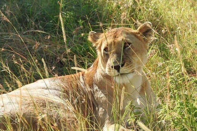 6 Day Maasai Mara, Lake Nakuru, Amboseli National Park - What to Expect on This 6-Day Safari