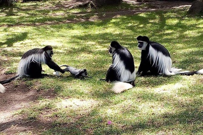 6 Day Maasai Mara, Lake Nakuru, Amboseli National Park - Transportation & Accommodation: Comfort and Convenience