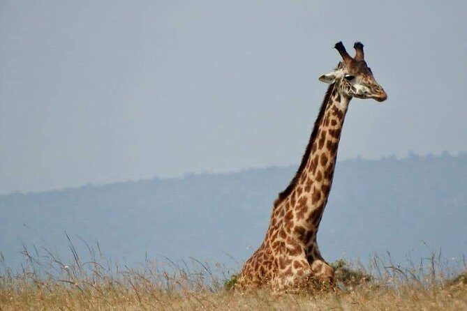 6 Day Maasai Mara, Lake Nakuru, Amboseli National Park - Who Is This Tour Ideal For?