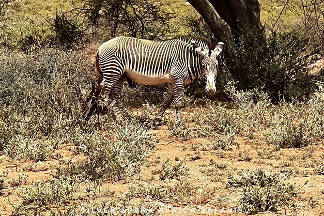 6-Day Maasai Mara Reserve, Lake Naivasha, Amboseli National Park - A Closer Look at the 6-Day Kenya Safari Experience