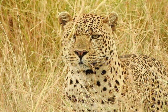 6-Day Maasai Mara Reserve, Lake Naivasha, Amboseli National Park - FAQ