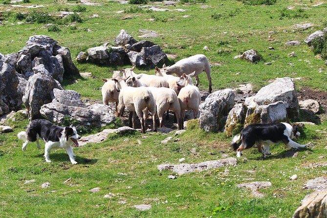 6-Day Magical Southern Explorer Small Group Tour - Day 6: The Burren and Galway