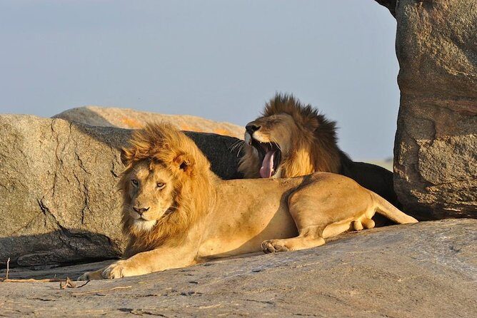 6 Day: Magnificent Wildlife Adventure - Key Points  