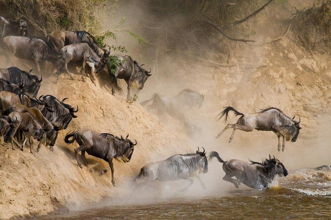 6 Day: Magnificent Wildlife Adventure - The Value of This Tour